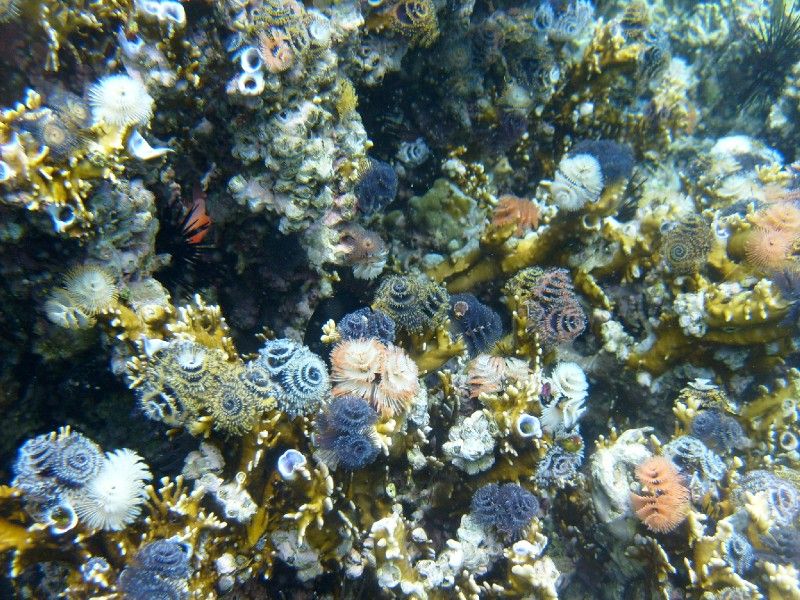 O jardim no fundo do mar