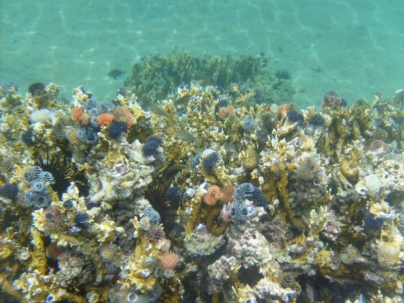 O jardim no fundo do mar