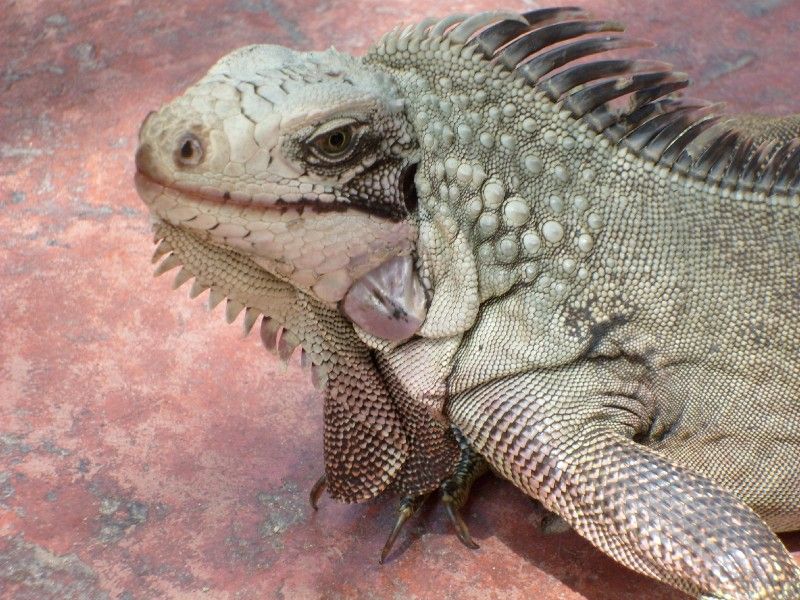Iguanas da Venezuela