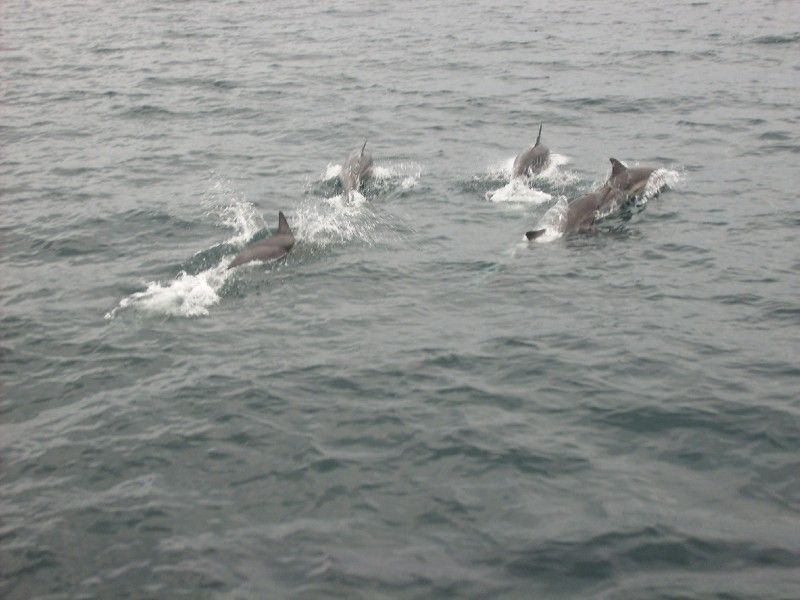 Golfinhos Golfo Cariaco