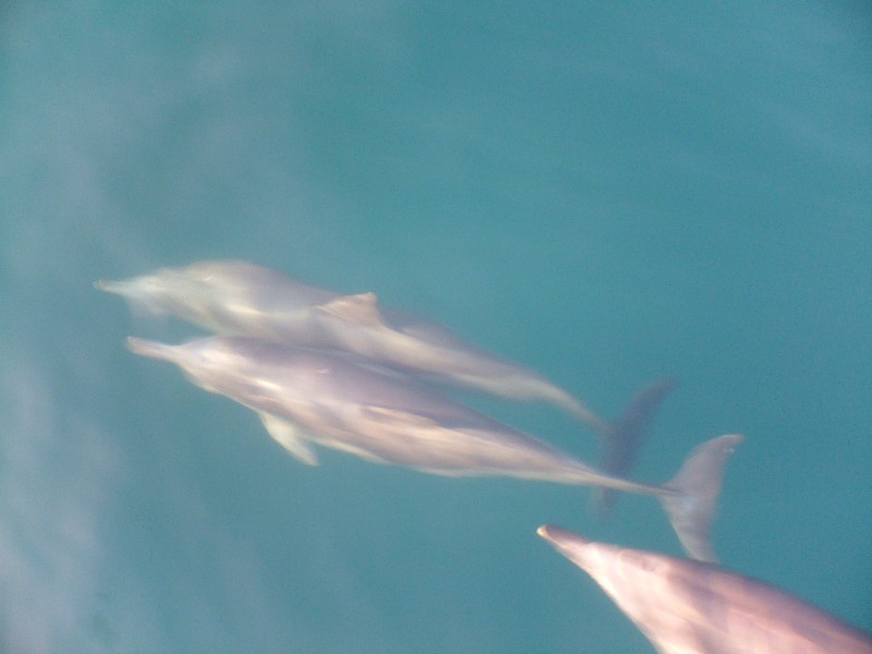 Amigos do Mar
