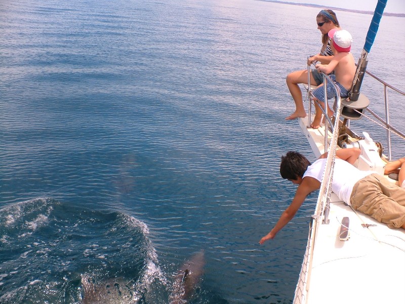 Show de Golfinhos do Golfo de Cariaco,  VE