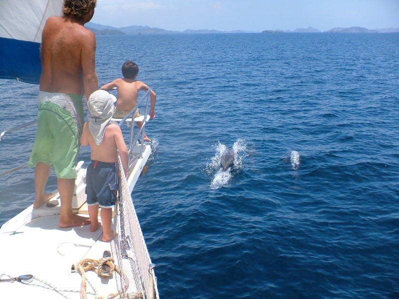 O Show de Golfinhos do Golfo de Cariaco,  VE