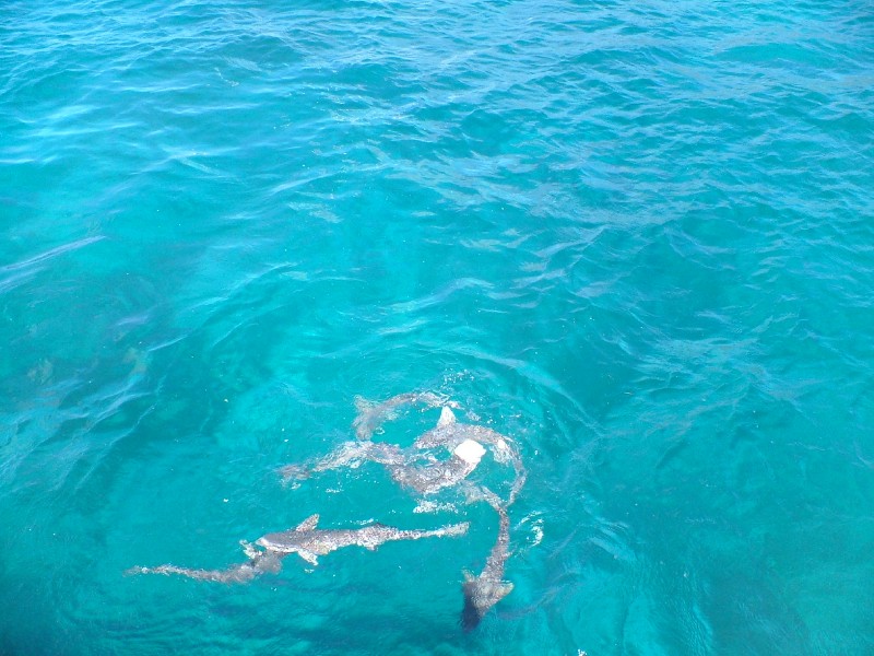 Tubaroes em St Barts