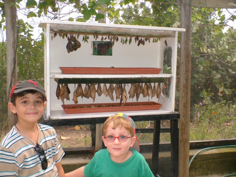 Buterfly Farm