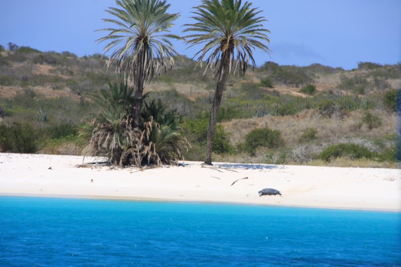 Olha so o tamanho da Tartaruga que foi desovar na praia deserta