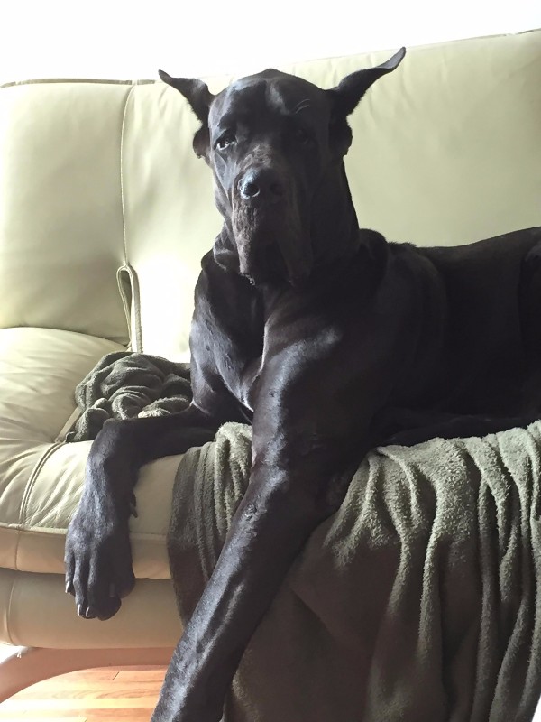 Skipper - Nosso bebê